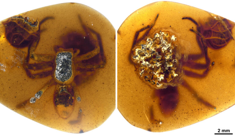 Read more about the article Spider Mum Frozen In Time By Fossilised Amber Still Protecting Her Young 99 Million Years Later