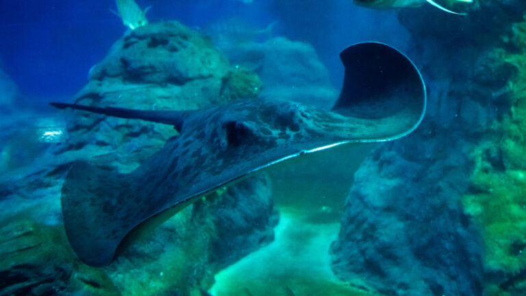 Read more about the article Endangered Stingrays Born In Captivity For First Time In Europe