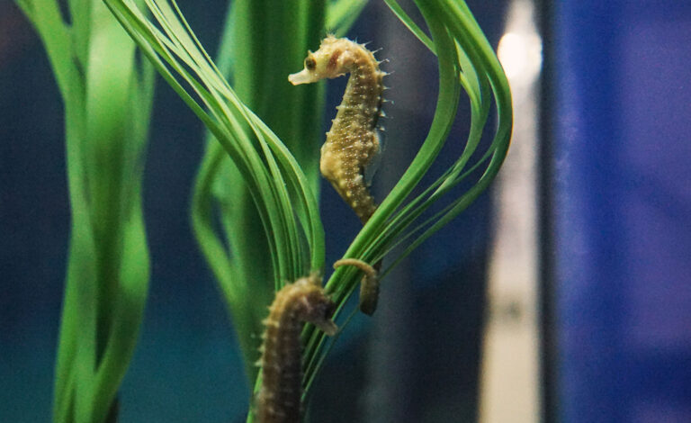 Read more about the article Threatened Baby Seahorses Bred In Captivity At Spanish Aquarium For First Time