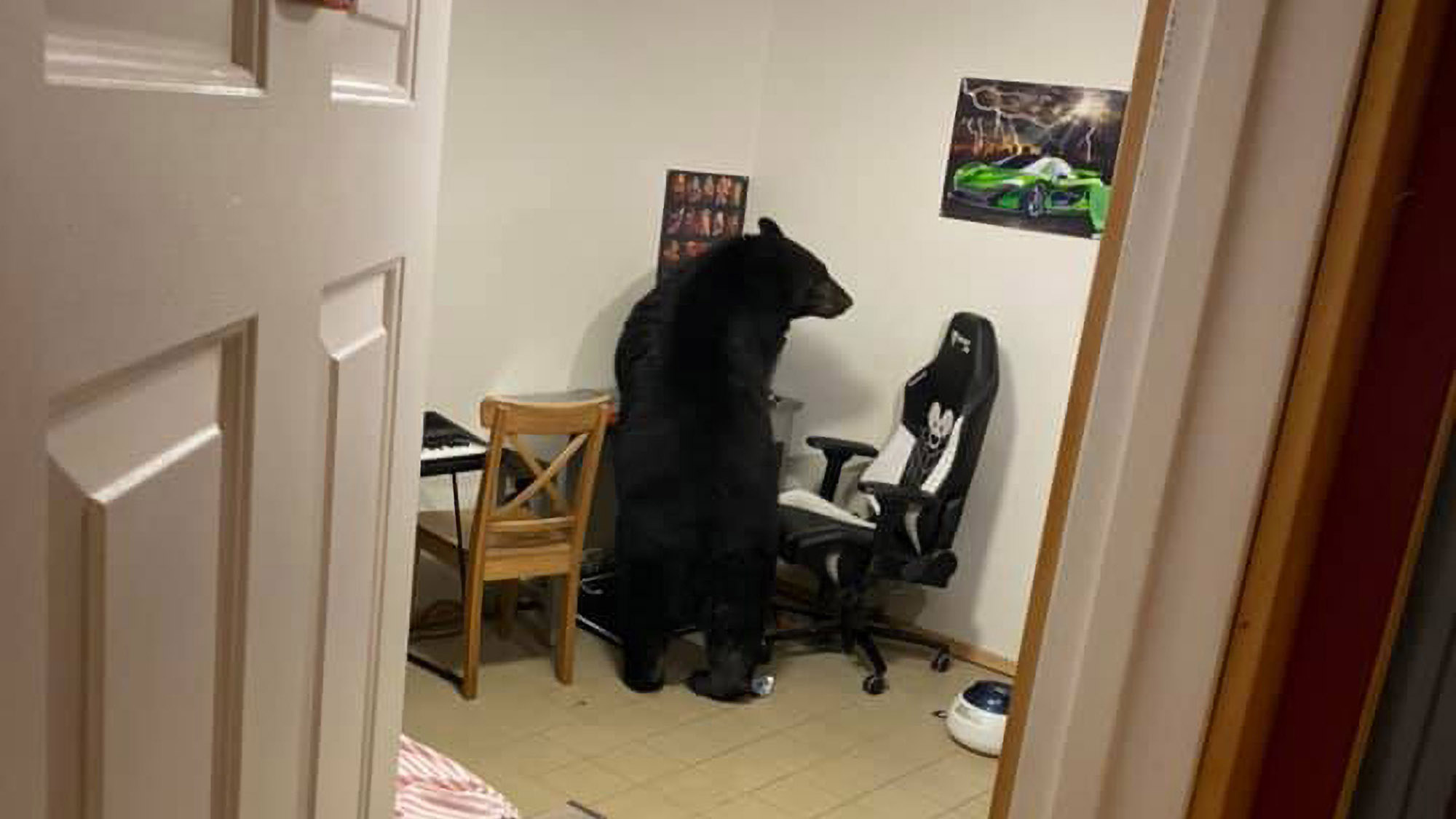 Read more about the article Huge Black Bear Breaks Into Familys House And Jumps On Boys Gaming Gear