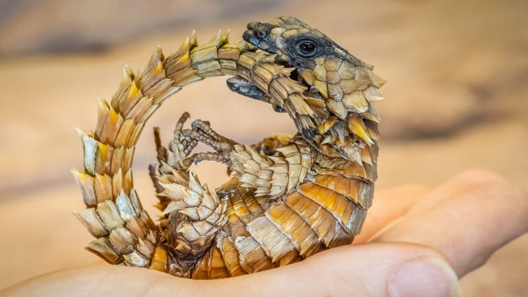 Read more about the article Armadillo Lizard Babies That Bite Their Tails And Curl Into Ball Born At Worlds Oldest Zoo