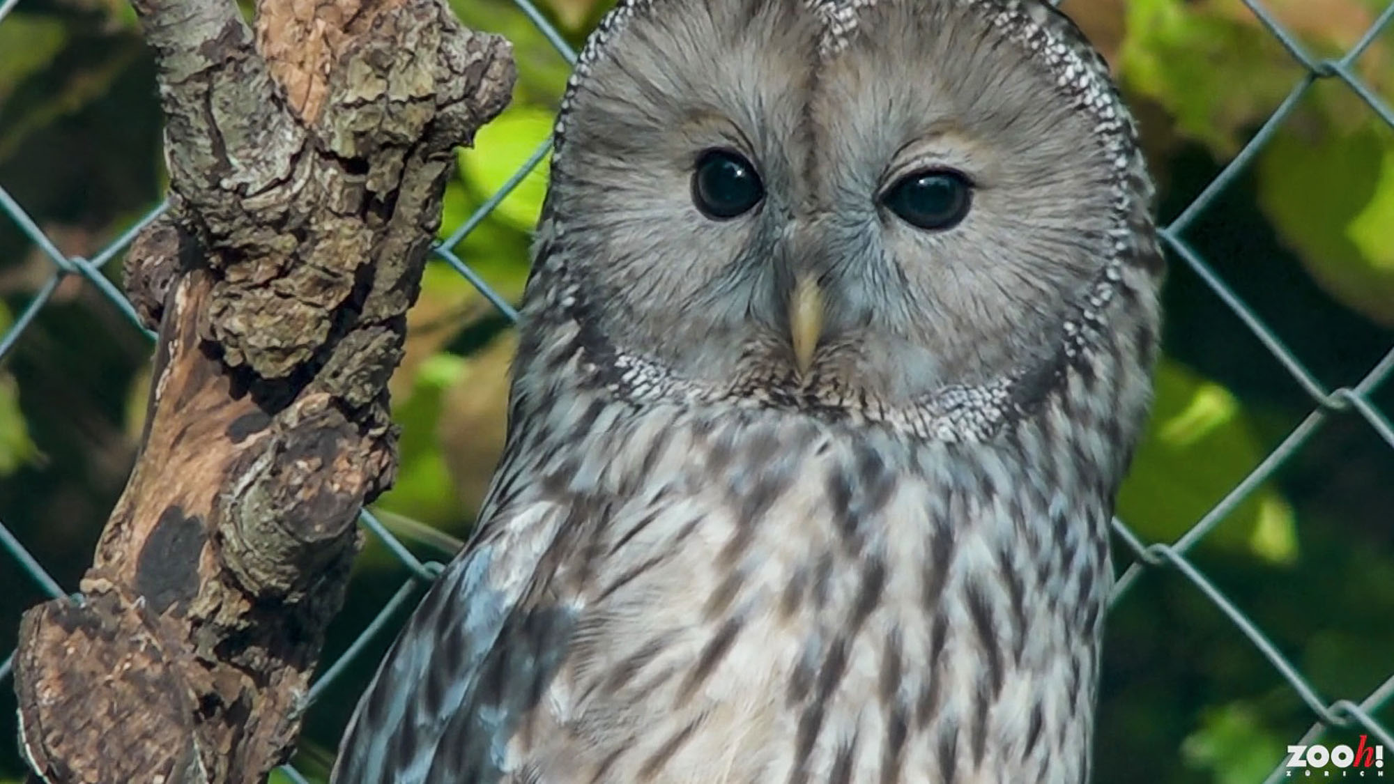 Read more about the article Three New Ural Owls At Swiss Zoo Reintroducing The Species After They Were Extinct In Austrian Alps For Decades