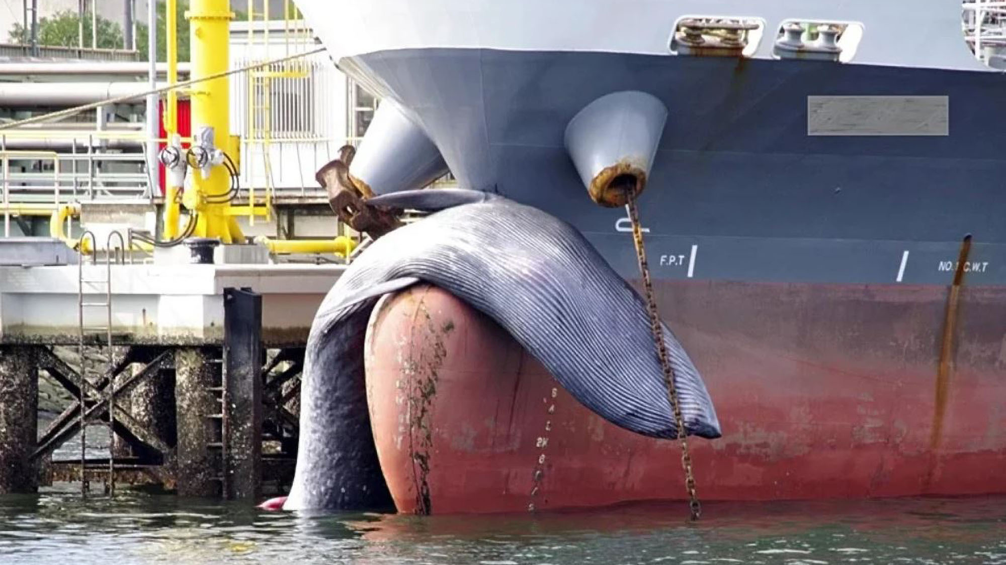 Read more about the article Huge 32 Foot Dead Whale Found Stuck On The Bow Of A Japanese Tanker As It Pulled Into Harbour