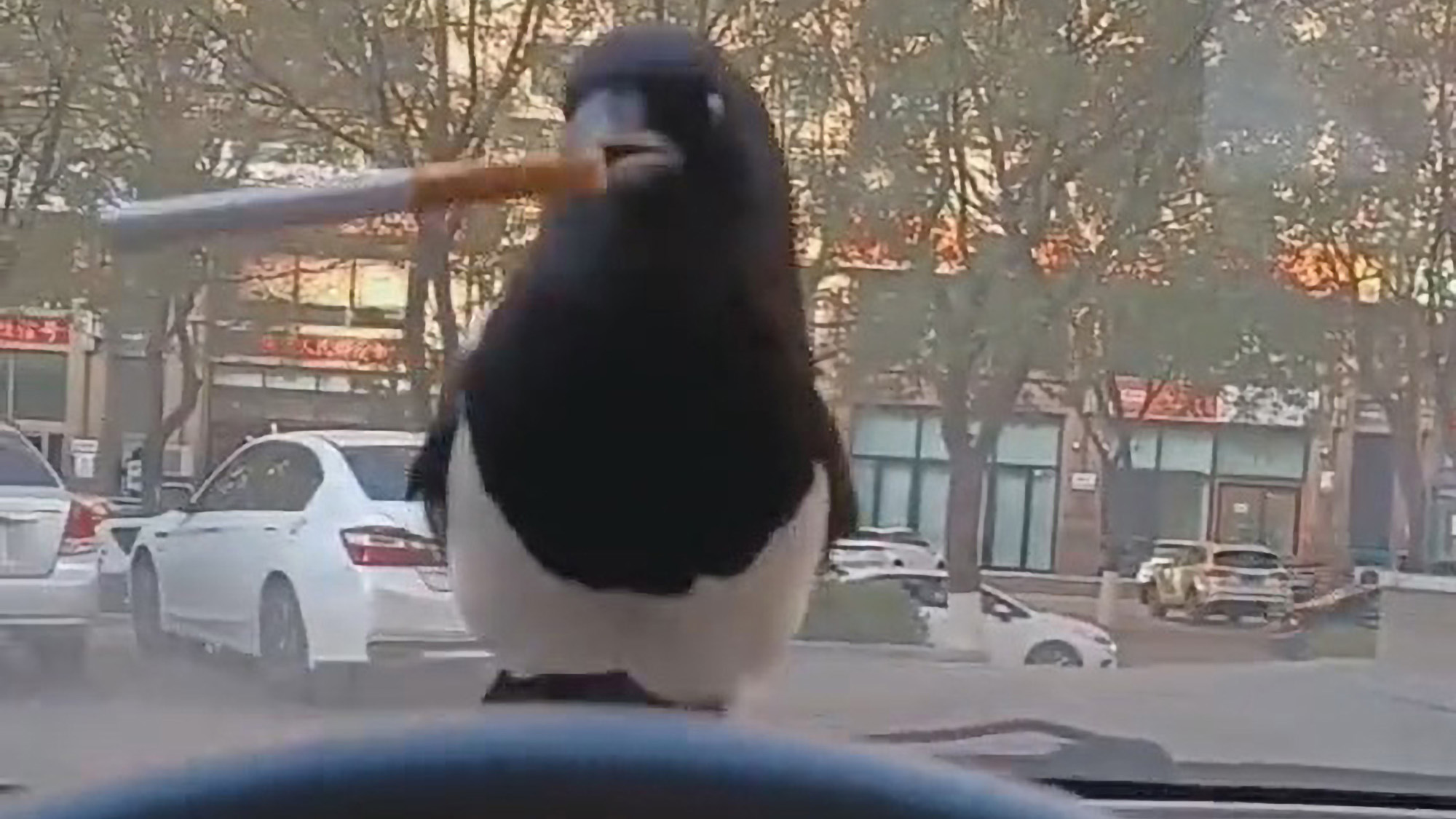 Read more about the article Friendly Magpie Enters Mans Car And Puts Ciggies In Beak