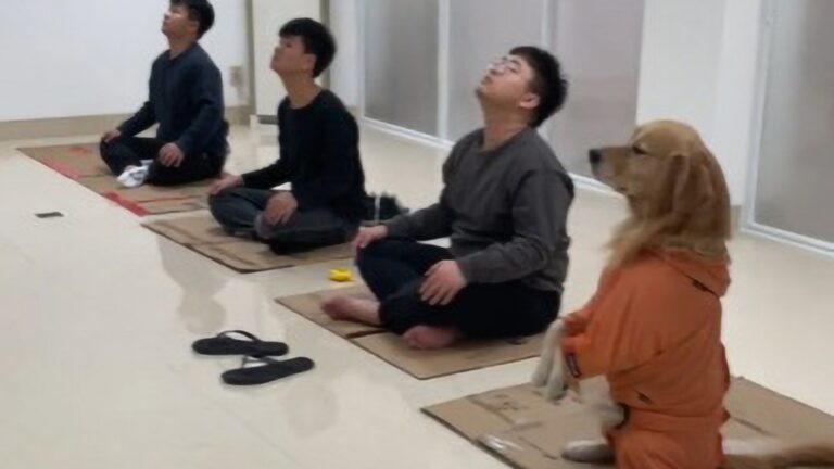 Read more about the article Dog Adopts Lotus Position On Mat While Yoga Owner Pops To Toilet