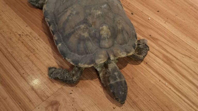 Read more about the article Woman Finds Long Lost Tortoise Under Bed Looking Like It Had Been Fossilised After It Disappeared In 2009