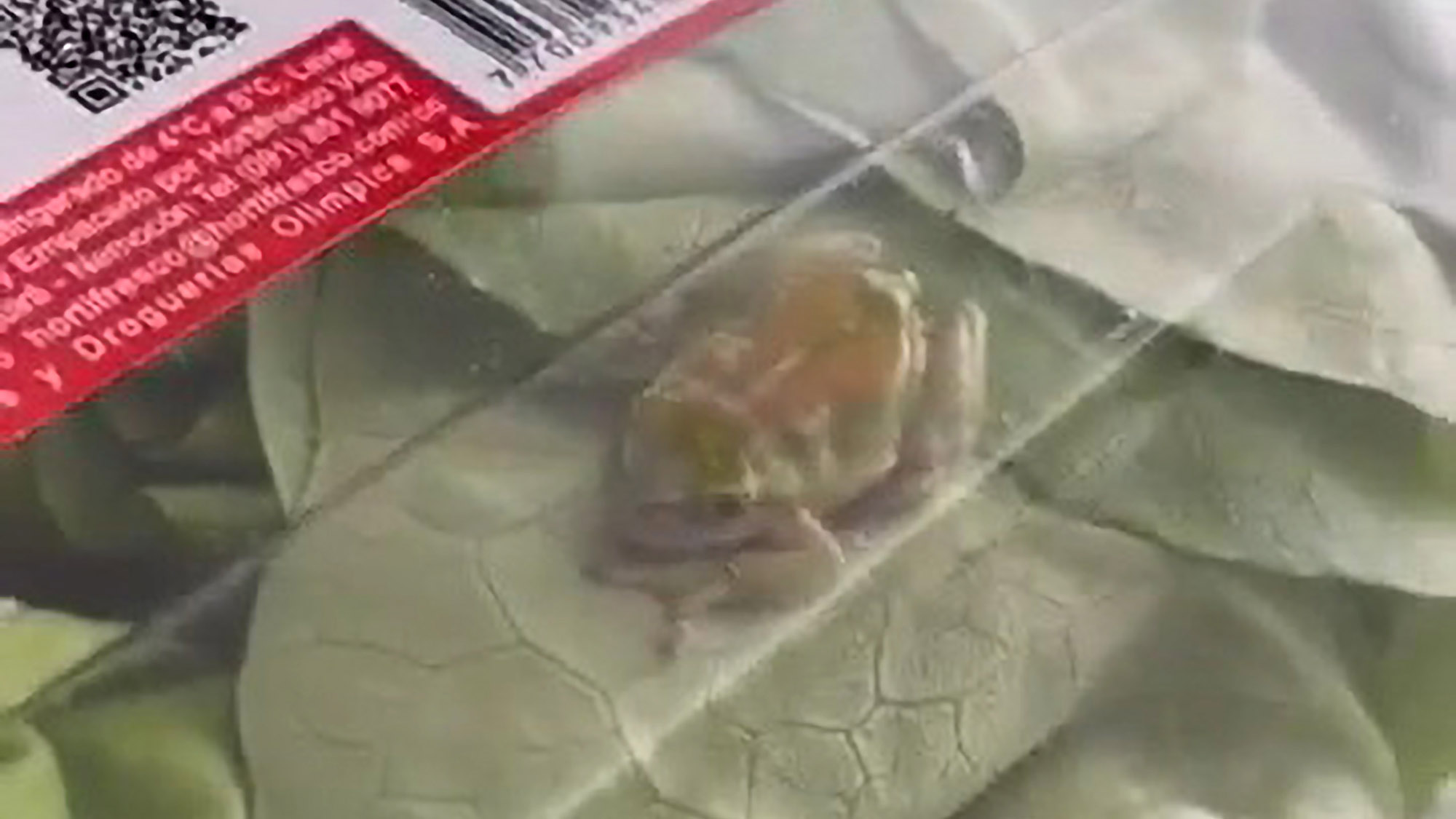 Read more about the article Woman Finds Frog Inside Plastic Box Of Lettuce Bought From Supermarket