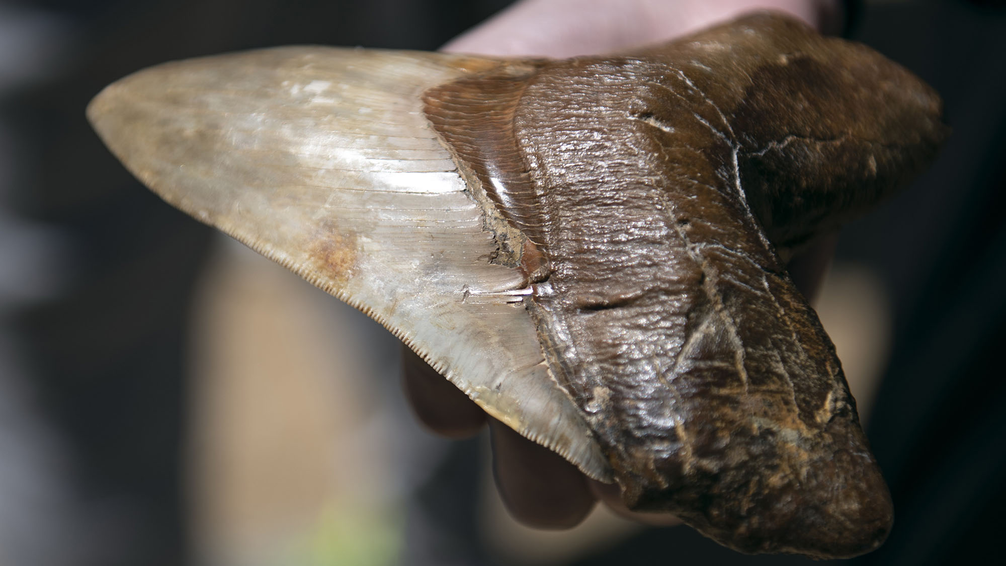 Giant Teeth From Extinct Prehistoric Megalodon Shark Found In Atacama Desert