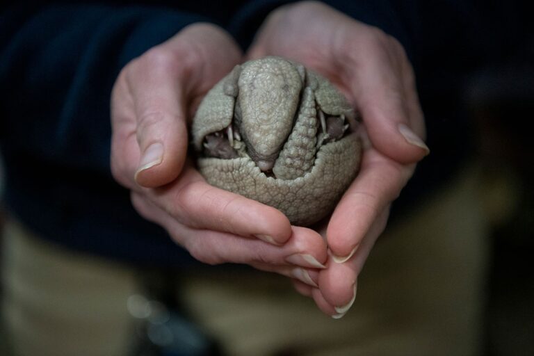 Read more about the article Cute Baby Armadillo Born At US Zoo Is So Small It Can Fit In Palm Of Hand