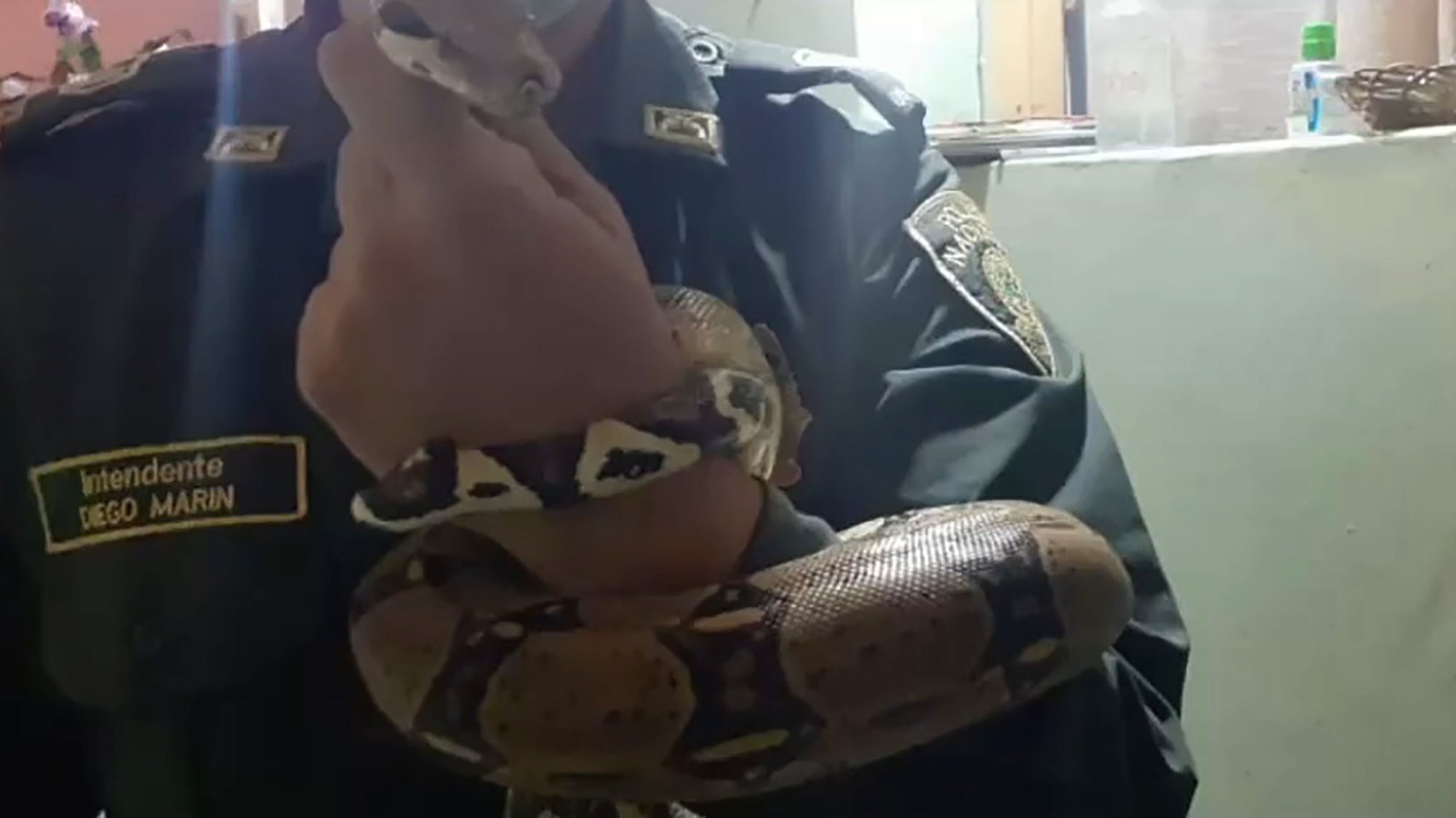 Read more about the article Escaped Pet Boa Constrictor Captured By Cops After It Slithered Into Nursery School
