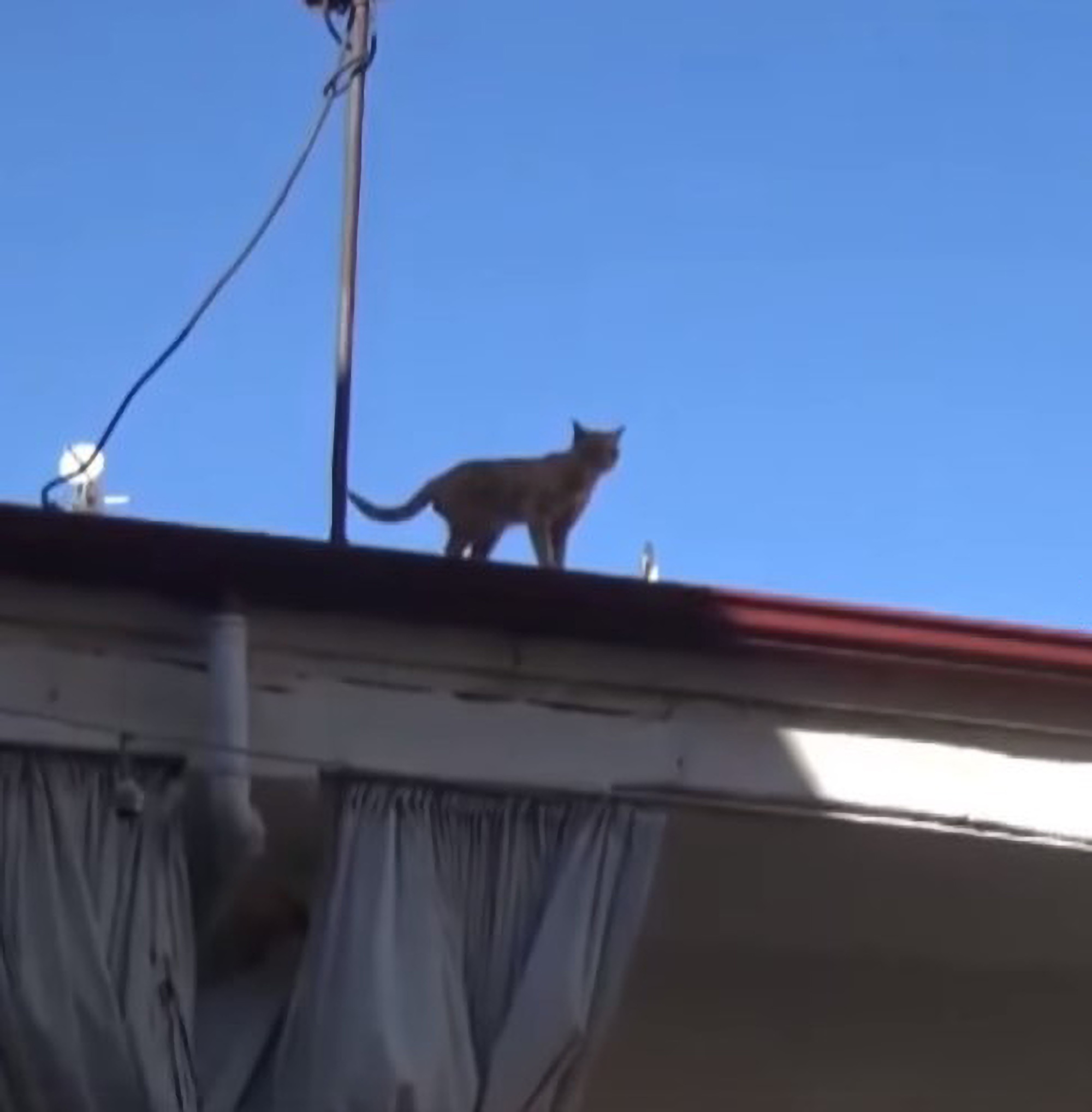 Жил у нас на крыше 4. Спуск с крыши для кота своими. Кошка поднялся на крышу. Фото коты орут на крыше.