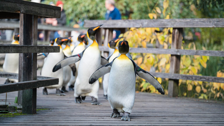 Read more about the article Dozens Of King Penguins Enjoy Their Daily Walk Among Visitors For The First Time Since The Pandemic Started