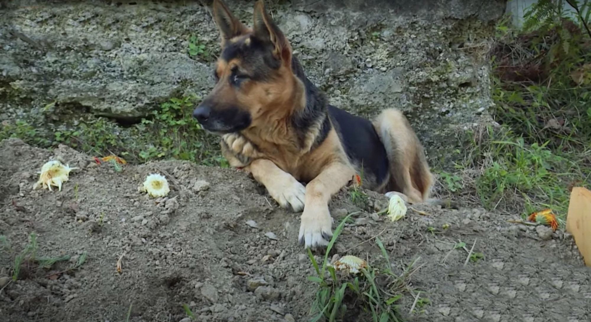 Read more about the article Faithful Pooch Refuses To Budge From Owners Grave