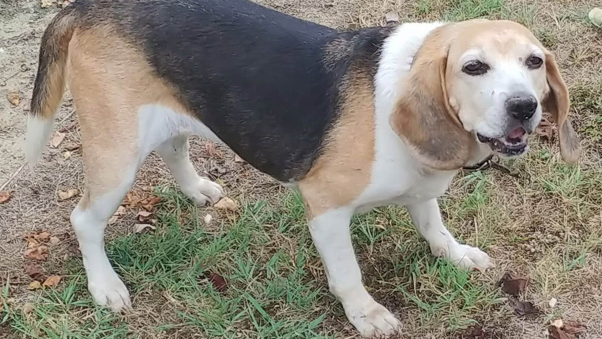 Read more about the article Healthy Beagle Dog Dies Of Broken Heart Days After Owner, 80, Passed Away