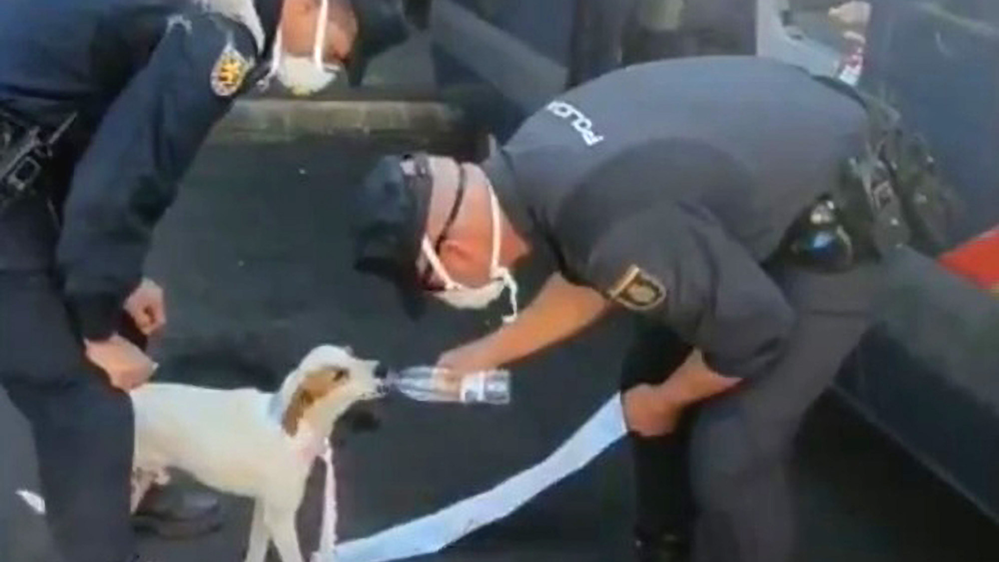 Read more about the article Cops Rescue Adorable Dog That Got Lost Amid La Palma Volcano Eruption Chaos