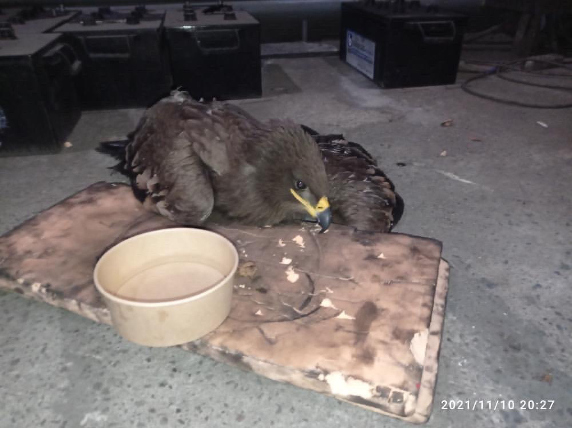 Read more about the article Injured Golden Eagle With Broken Wing Saved After Hitting Train