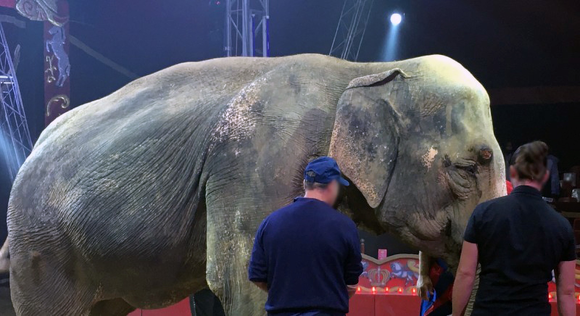Read more about the article Terminally Ill Elephant Aged 63 Forced To Perform In Circus In Italy Until She Died