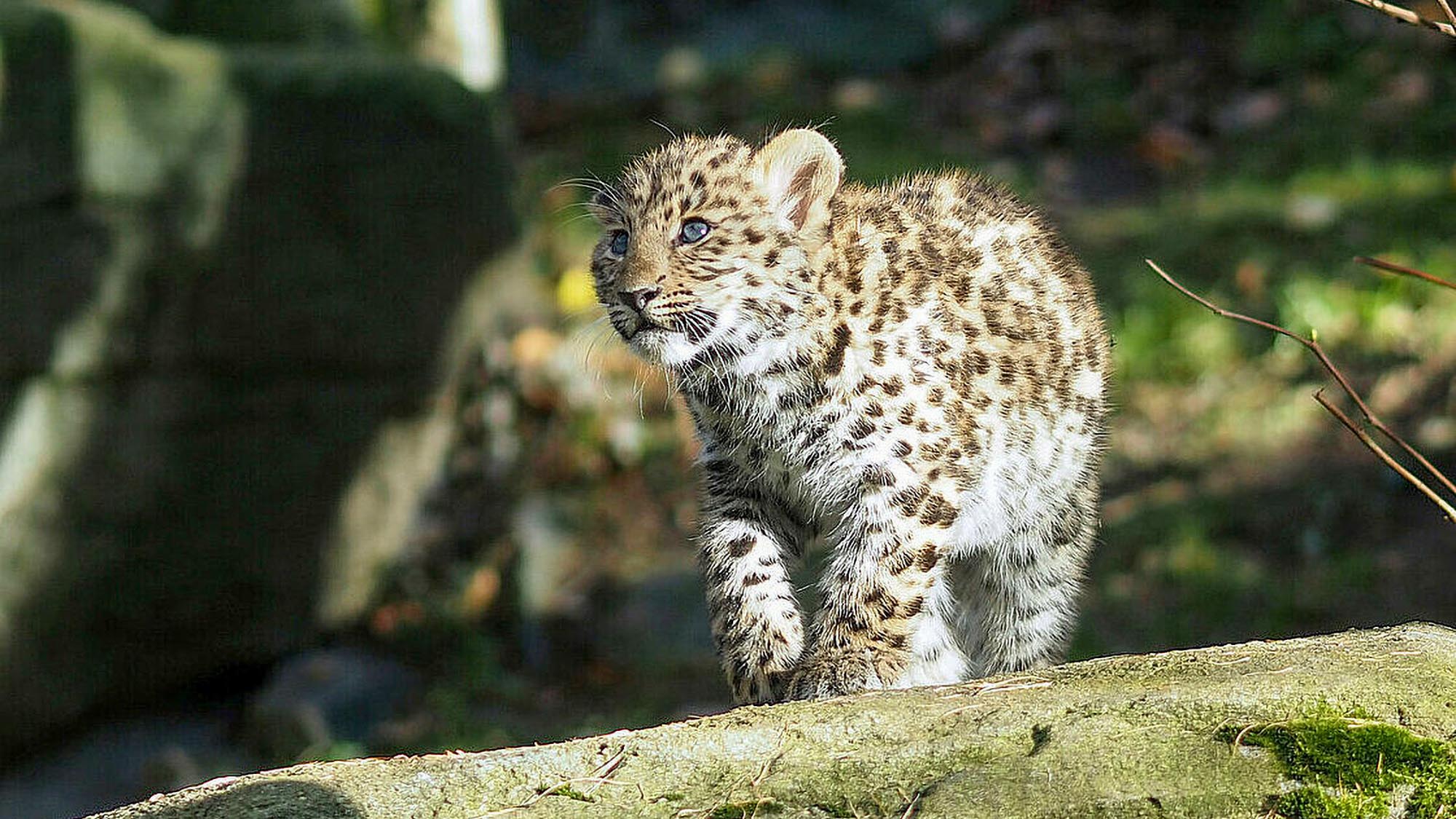 Read more about the article Endangered Amur Leopard Cub Explores Outdoor Enclosure With Watchful Mum