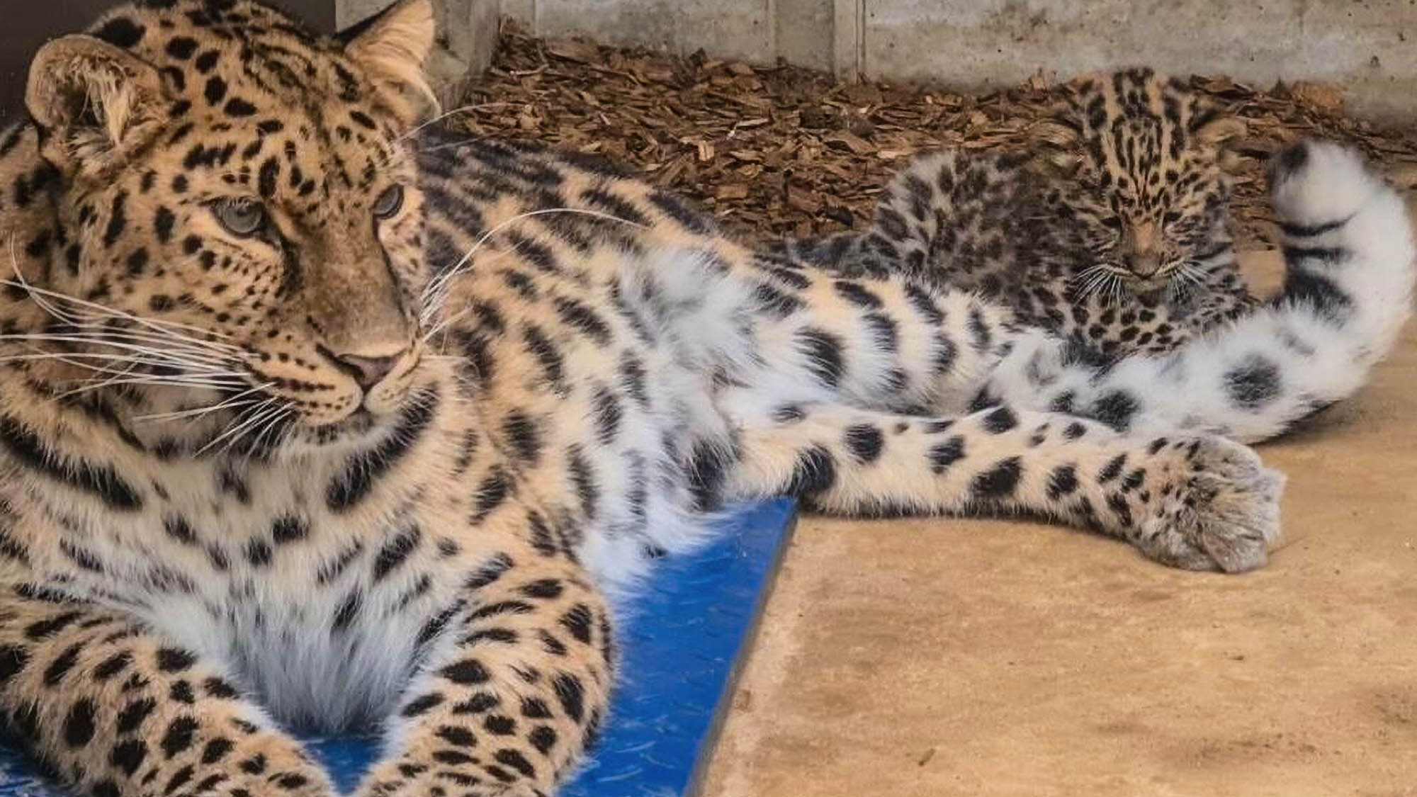 Read more about the article Endangered Leopard Cub Ignores Growling Mum To Attack Her Tail