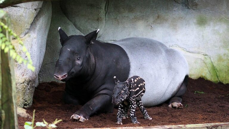Read more about the article German Zoo Celebrates The Birth Of An Adorable And Endangered Malayan Tapir Cub