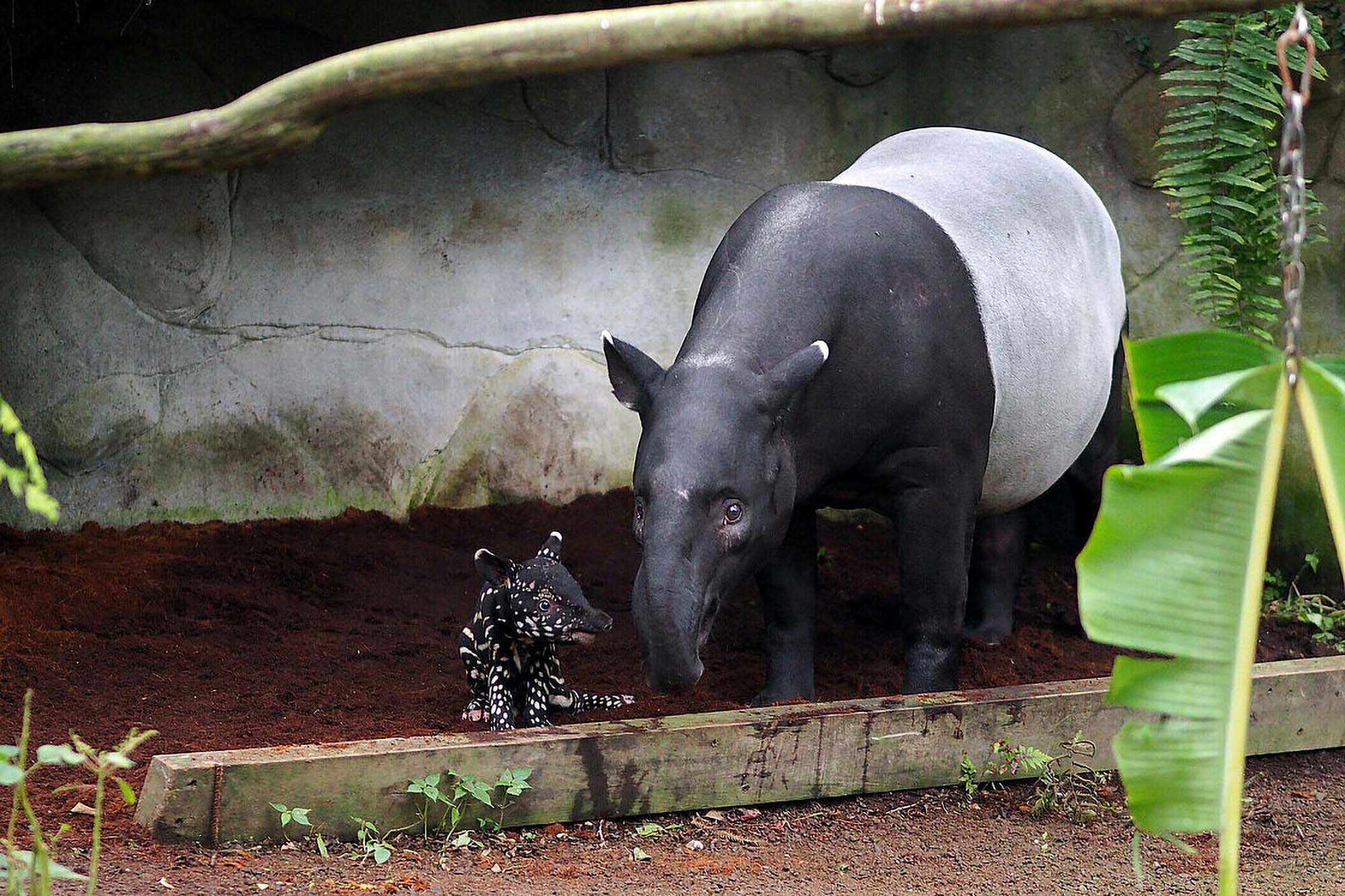 Read more about the article Adorable And Endangered Malayan Tapir Cub Dies One Week After It Was Born