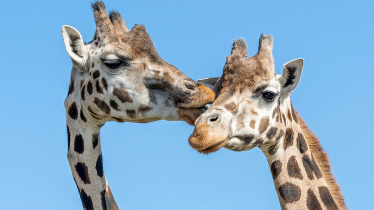 Read more about the article Two Female Giraffes Join Gang At Vienna Zoo During Fourth COVID Closure