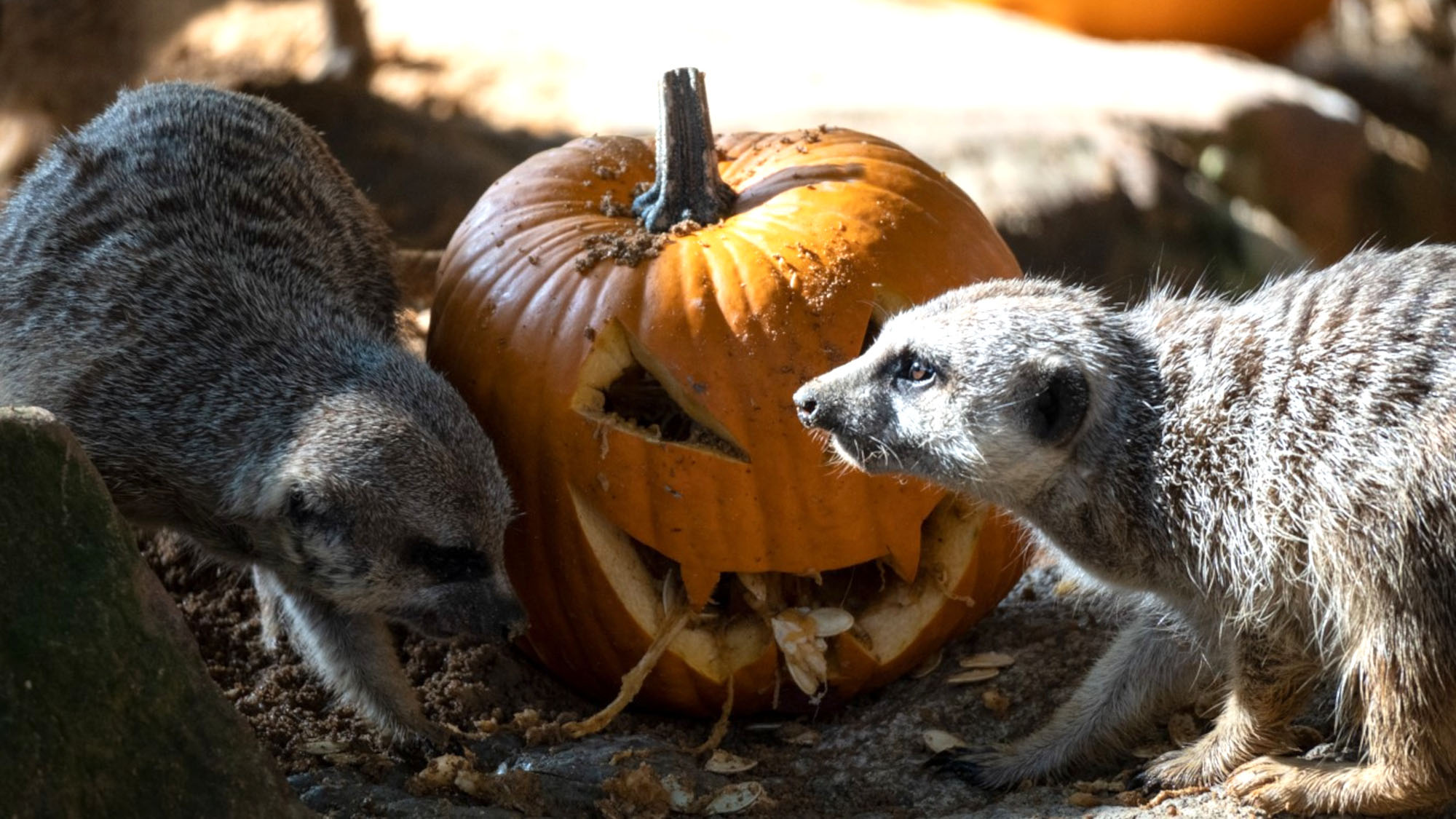 Read more about the article Trick Or Treat For Animals Celebrating Halloween In Spanish Zoo