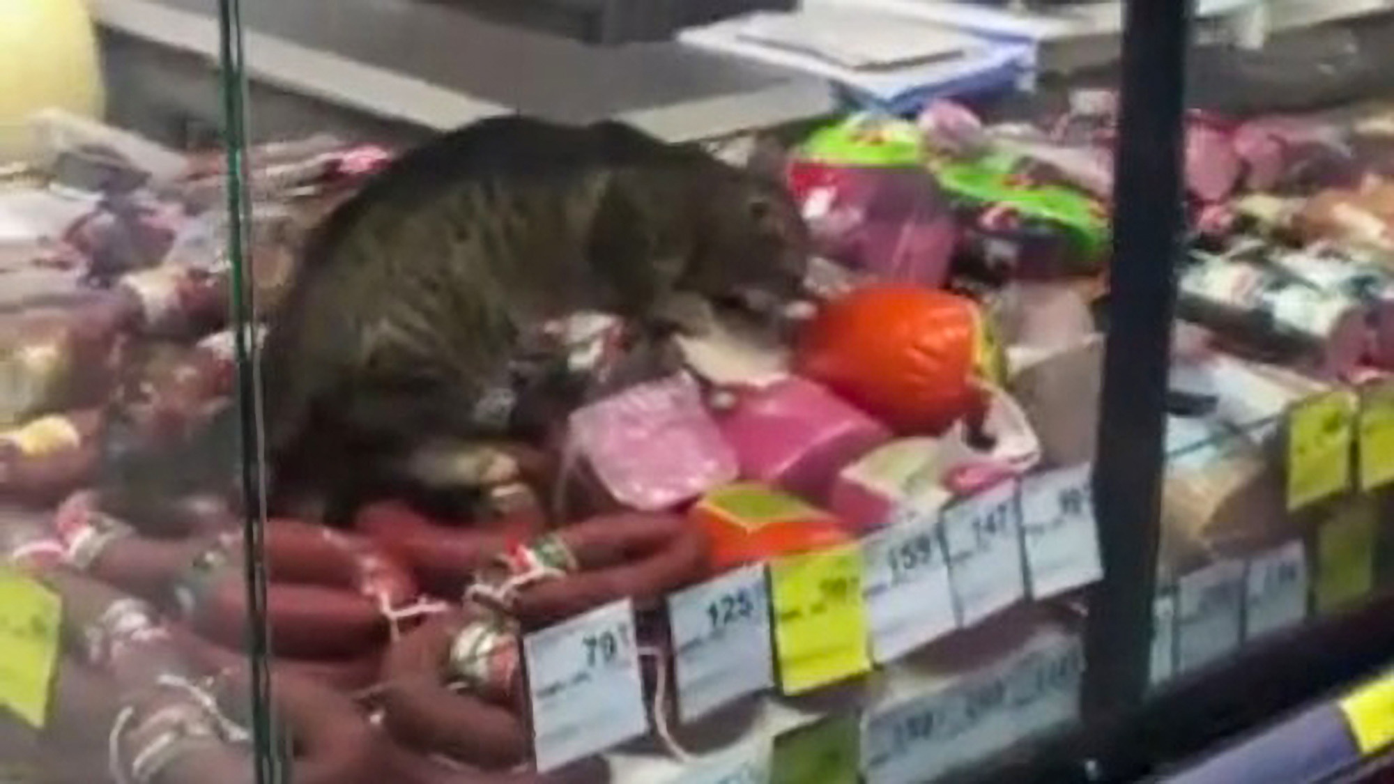 Read more about the article Hungry Cat Breaks Into Supermarket And Sneaks Behind Meat Counter For A Huge Feast