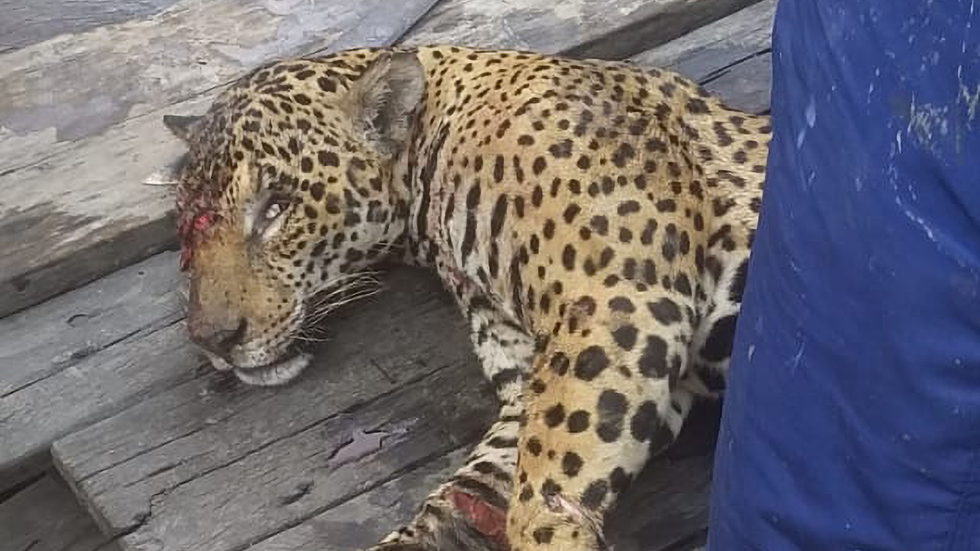 Read more about the article Jaguar Attack Leaves Elderly Man Disfigured And Blind In One Eye