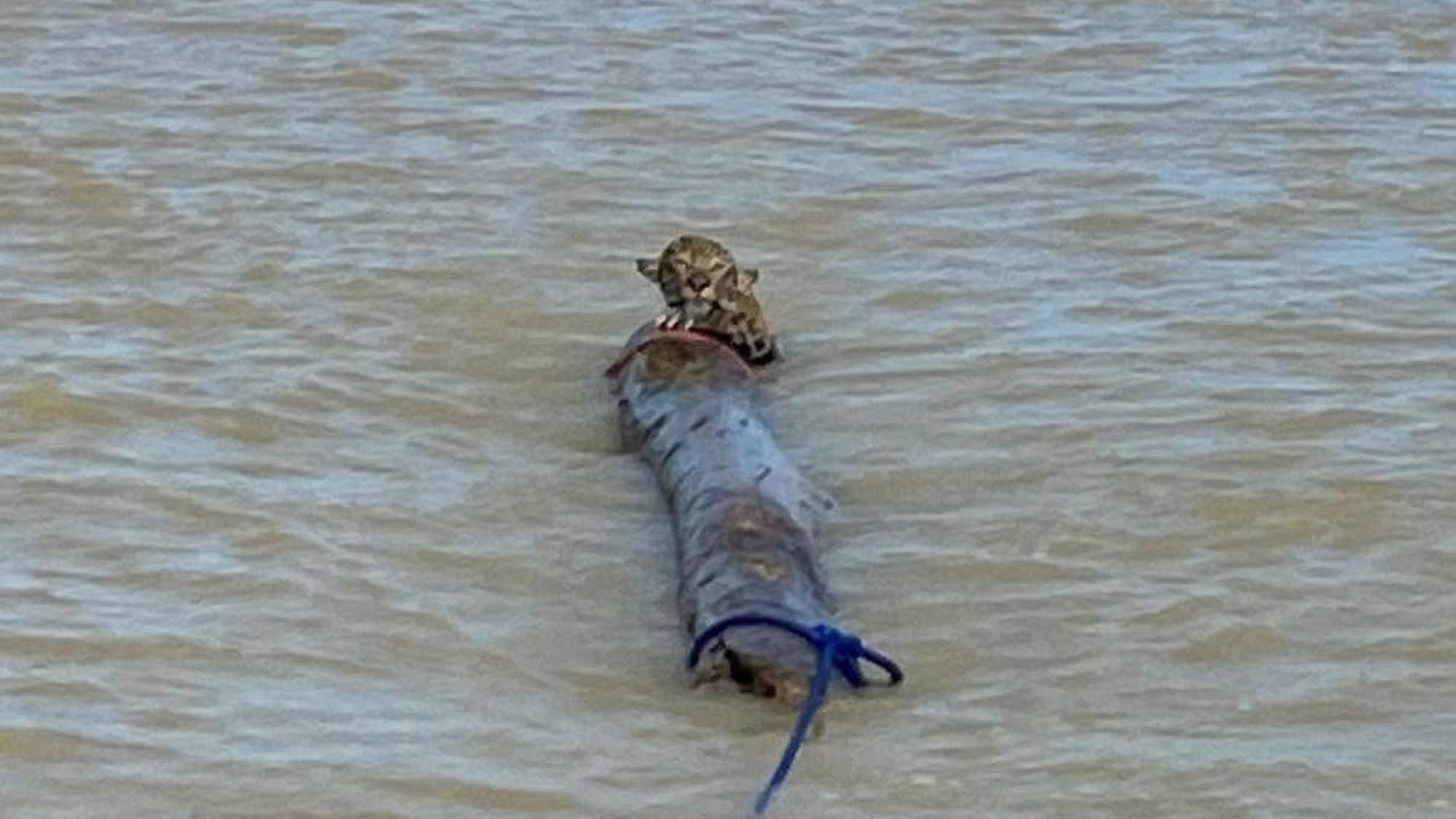 Read more about the article Exhausted Jaguar On The Verge Of Drowning In The Middle Of A River Is Saved By Navy