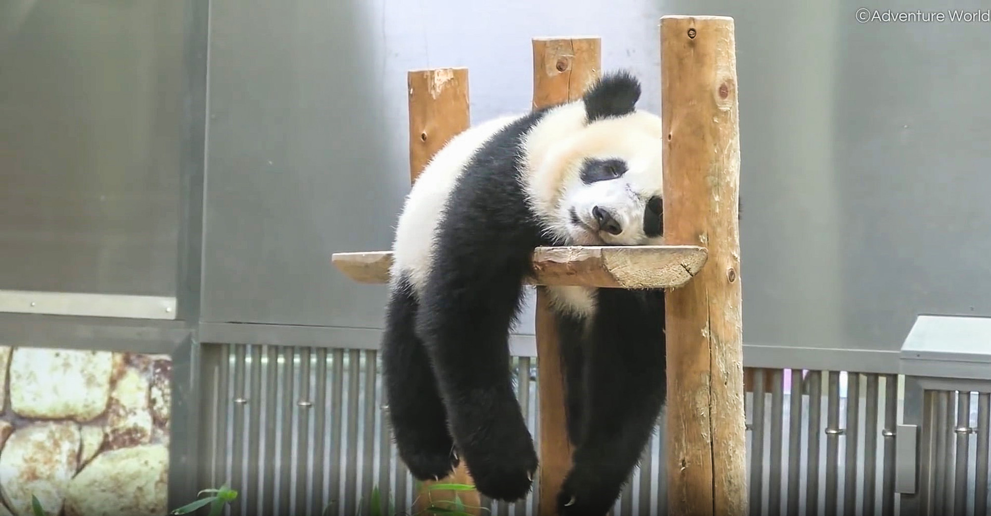 Read more about the article Soothing Moment Cute Baby Panda Takes Nap As Rain Heard Pounding Building
