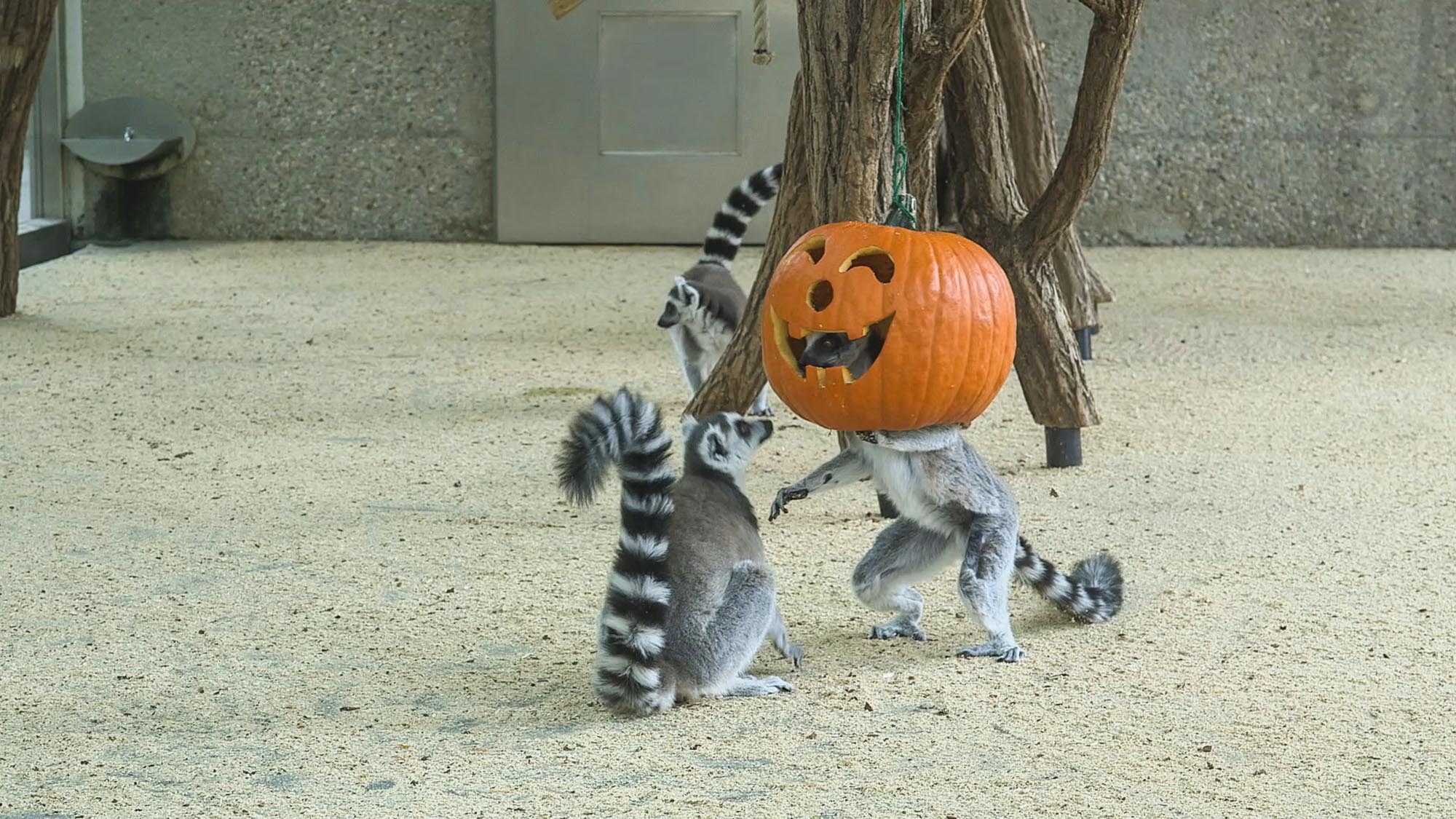 Read more about the article Zoos Ring Tailed Lemurs Transform Into Monsters Wearing Pumpkins On Their Heads For Halloween