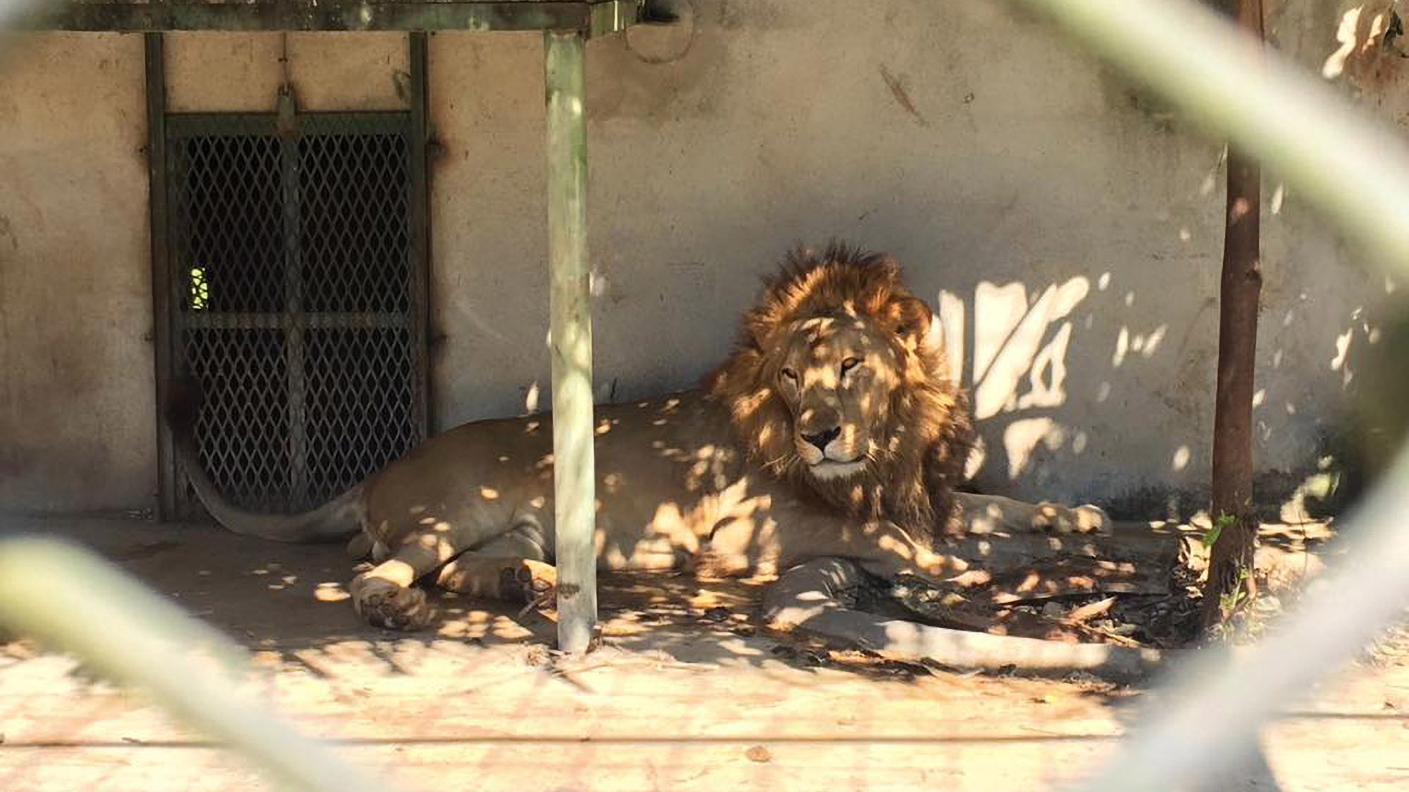 Read more about the article Lion Shot Dead After Escaping From Cage And Mauling Carer