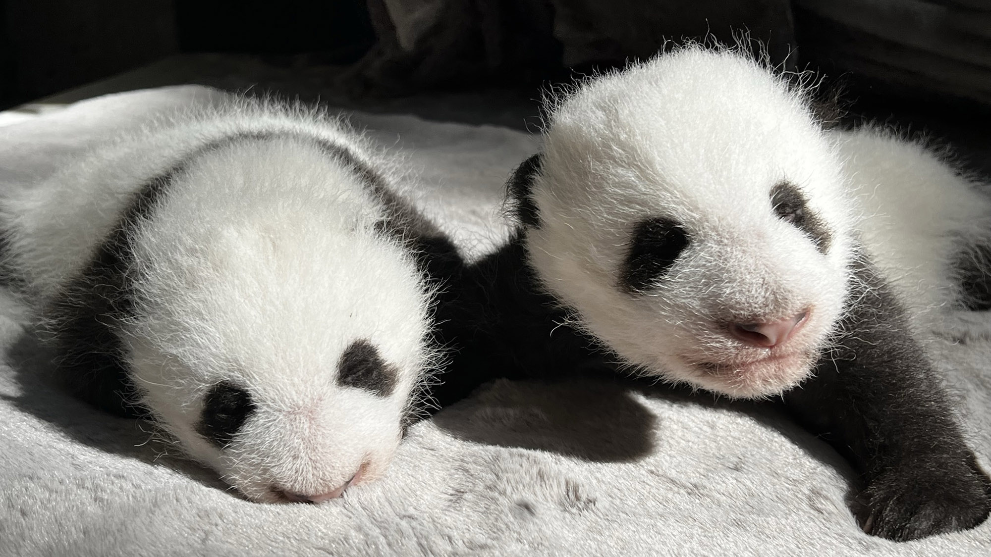 Read more about the article Incredible Moment Panda Mum Gives Birth To Wrinkly Cubs As Zoo Asks The Public For Names