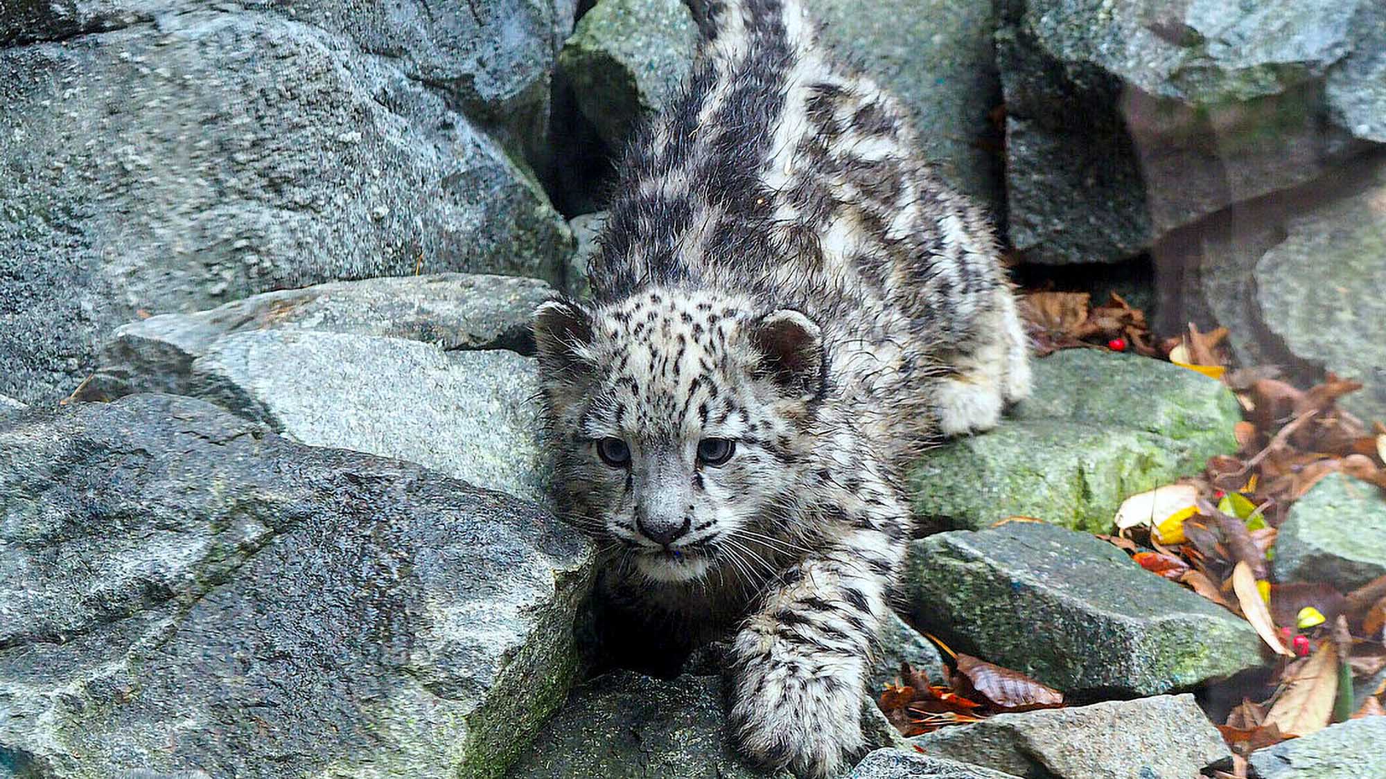 Read more about the article Adorable Snow Leopard Cubs Have Names Chosen From Over 3000 Suggestions