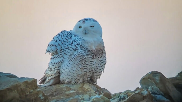 Read more about the article Harry Potter Snowy Owl Spotted In Spain Thousands Of Miles Away From Home