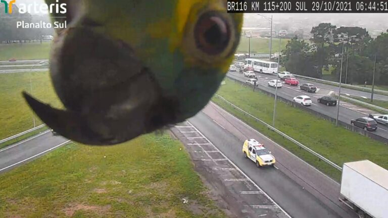 Read more about the article Funny Moment Parrot Plays Peekaboo With CCTV Operators On Brazilian Motorway