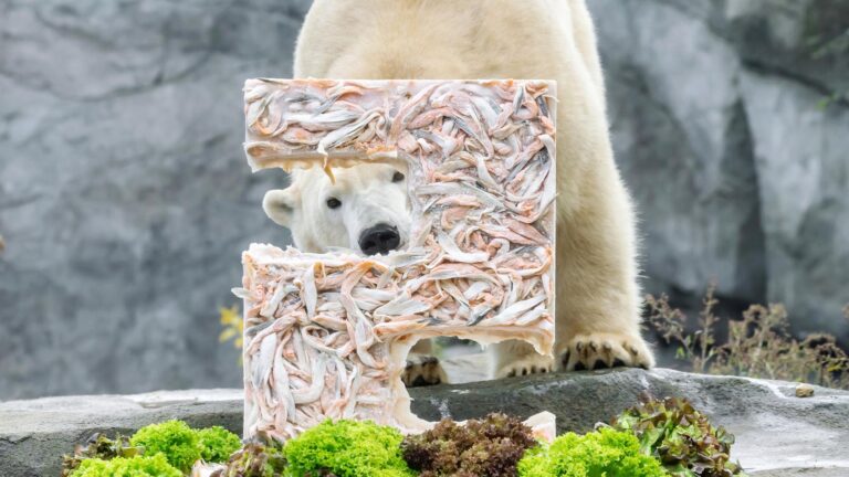 Read more about the article Zoo Surprises Adorable Polar Bear With Giant Frozen Salmon Cake For Second Birthday