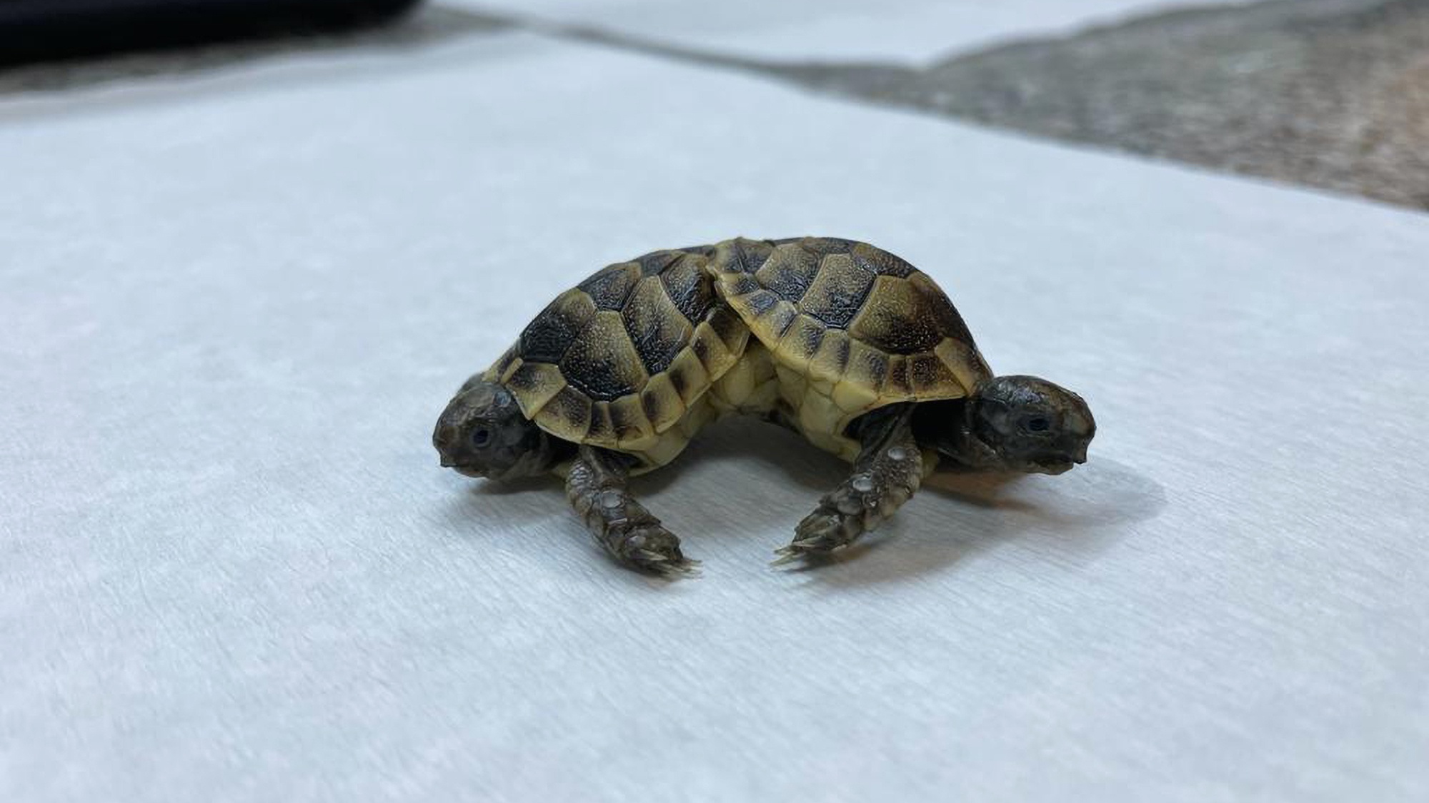 Read more about the article Tourist Shocked After Finding Two-Headed Tortoise Stumbling Around By A Famous Turkish Hot Spring