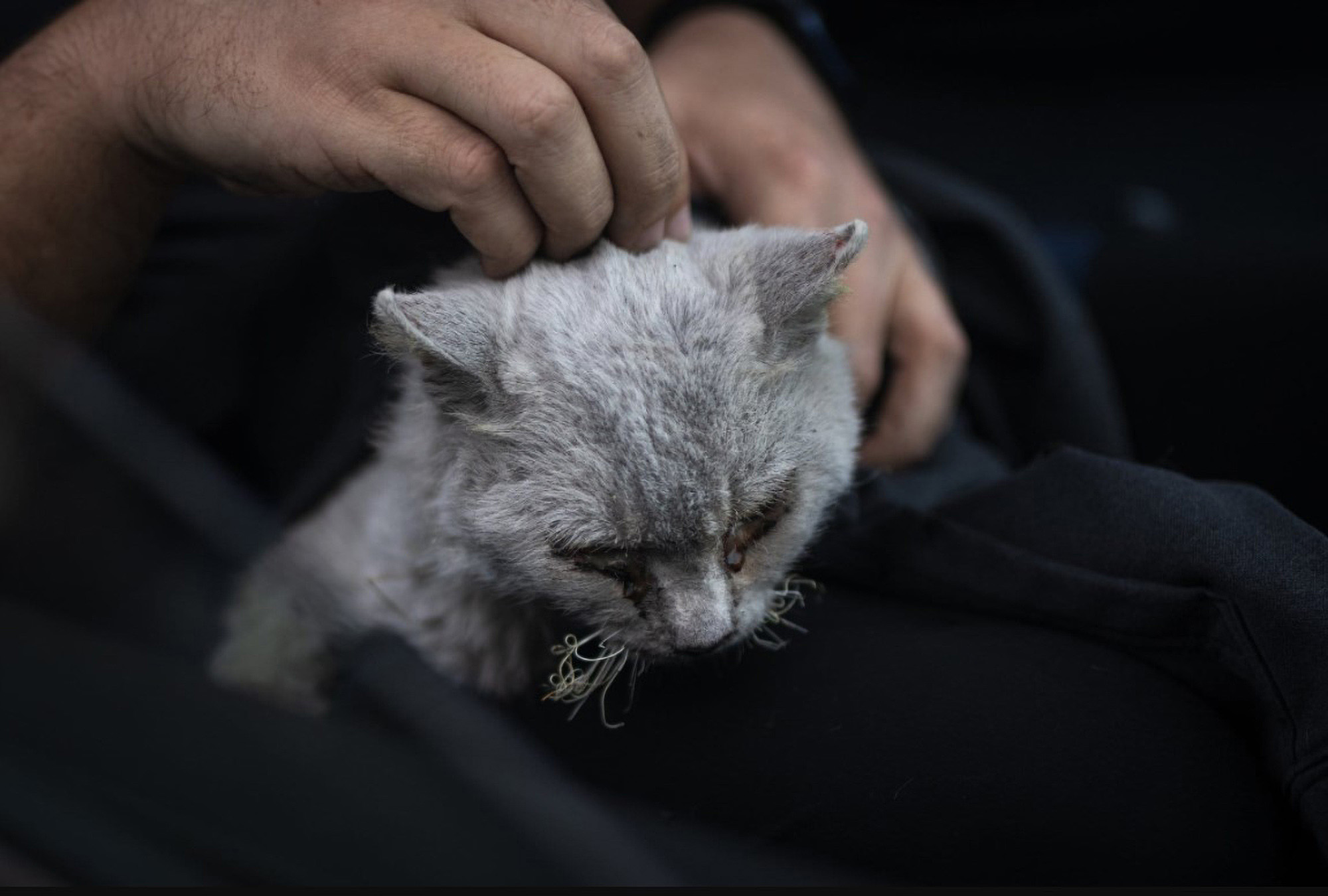 Read more about the article Badly Burnt Cat Called Magma Spent Weeks Wandering Around Spanish Volcano Island Before Rescue