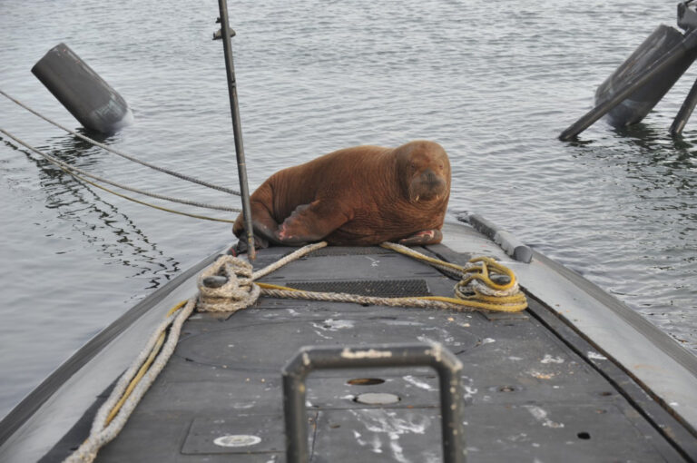 Read more about the article Freya The Walrus Chills On Dutch Navy Submarine After Straying From The Arctic