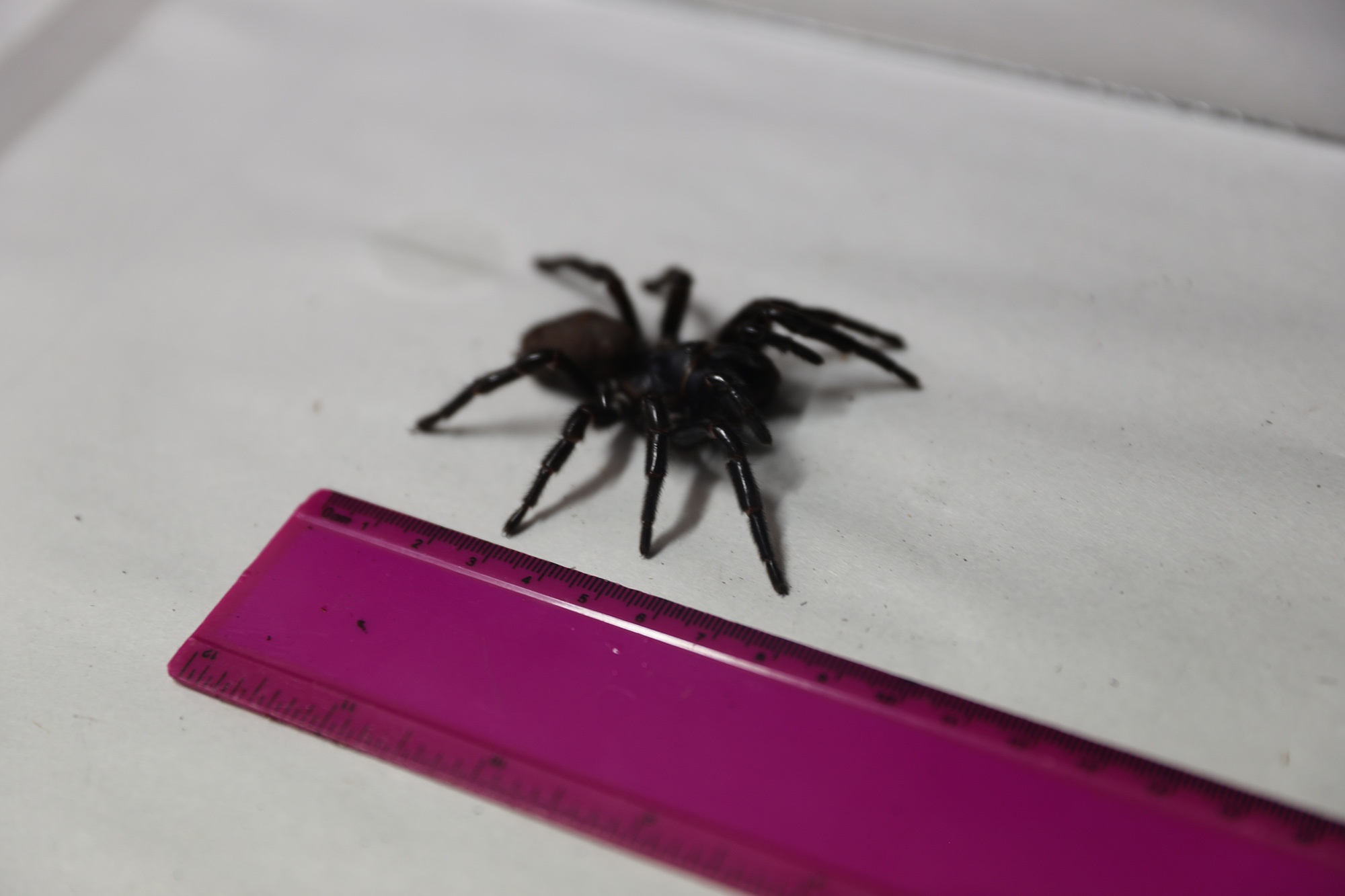 Read more about the article Massive Spider Capable Of Biting Through Human Fingernail Becomes Venom Donor In Australia