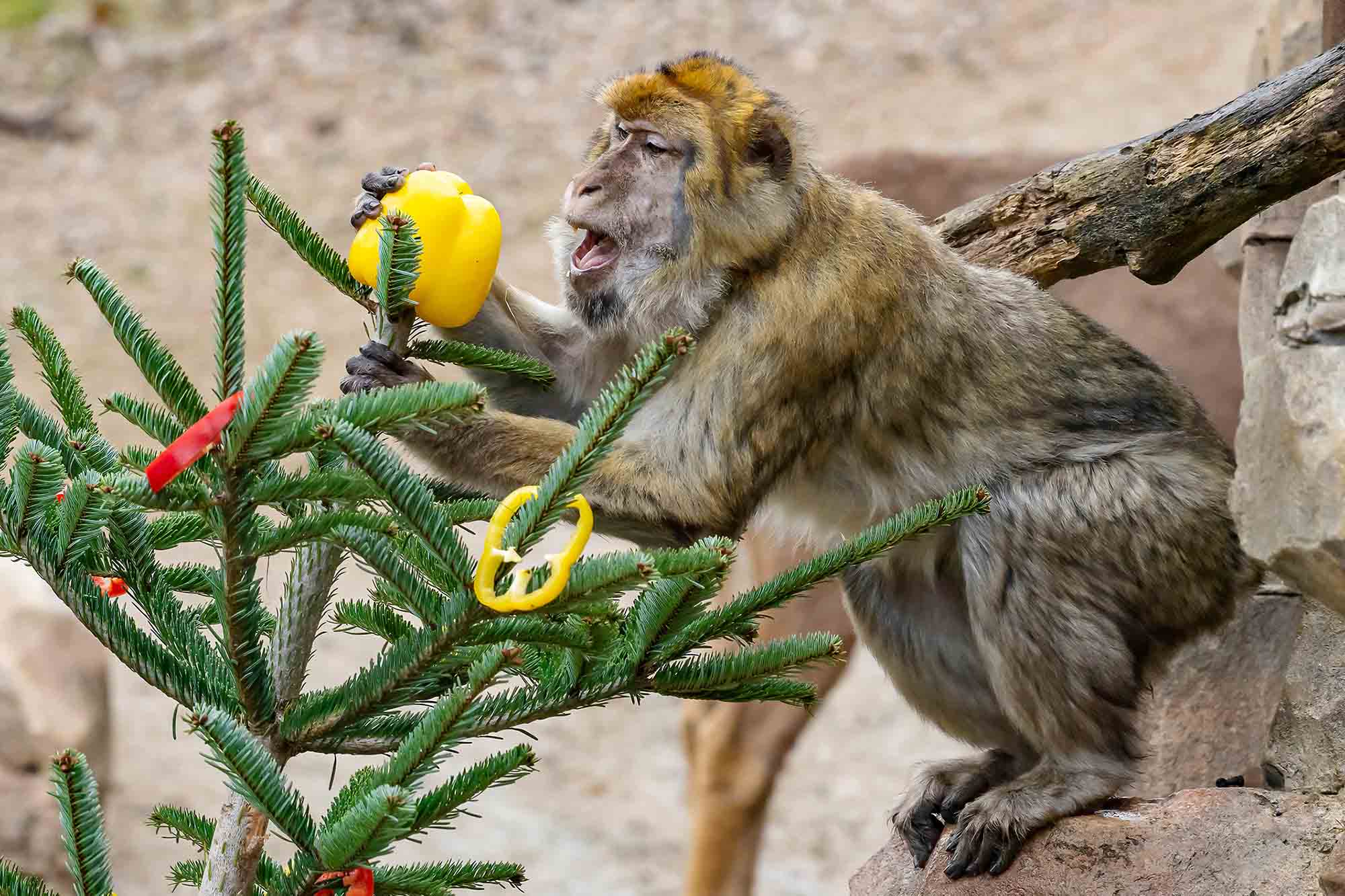 Read more about the article Hungry Sheep Munch On Endangered Monkeys Christmas Tree Branches