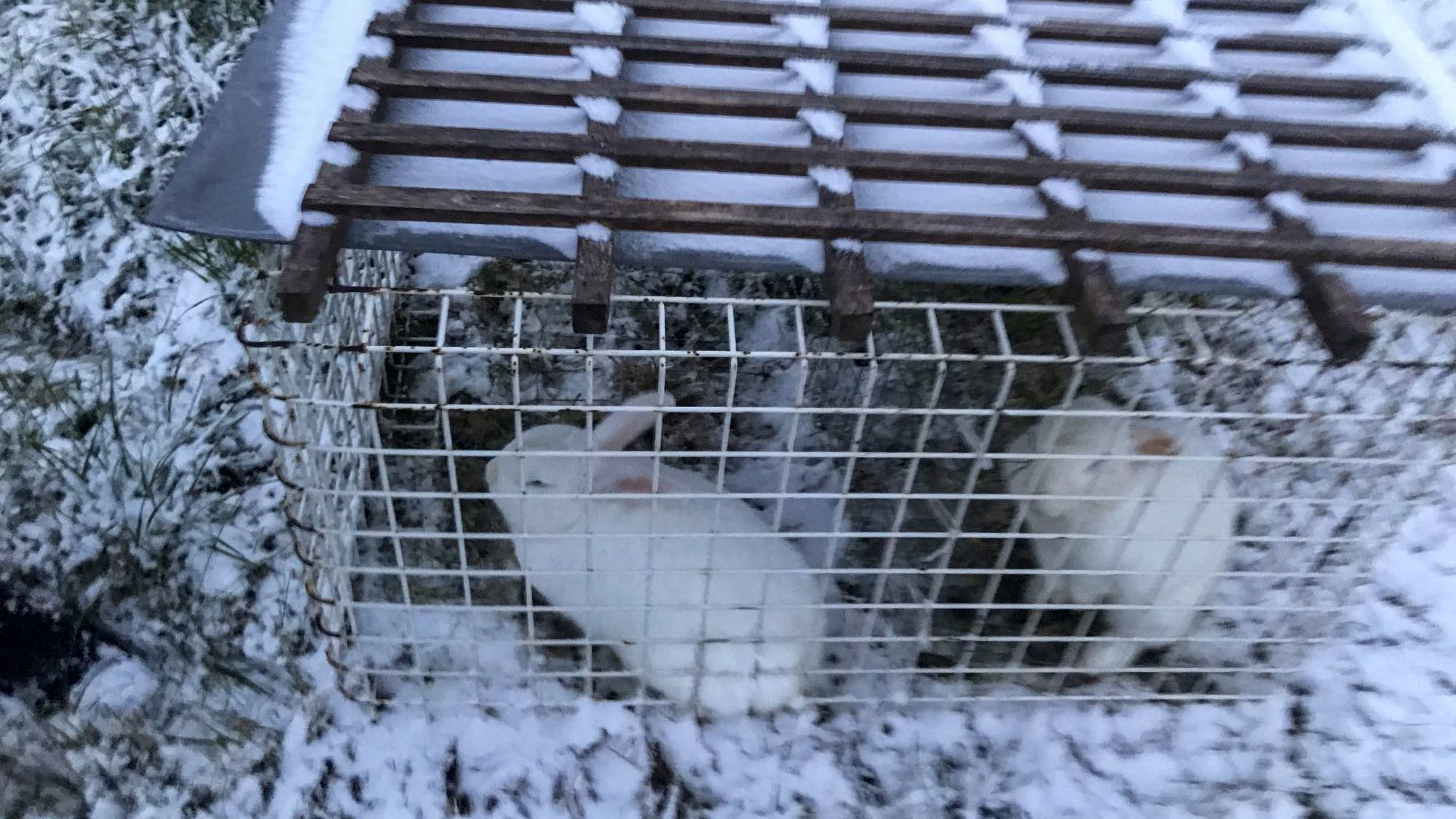 Read more about the article Outrage As Farm Rabbits Kept In Cramped Cage On Icy Ground In Freezing Austrian Winter