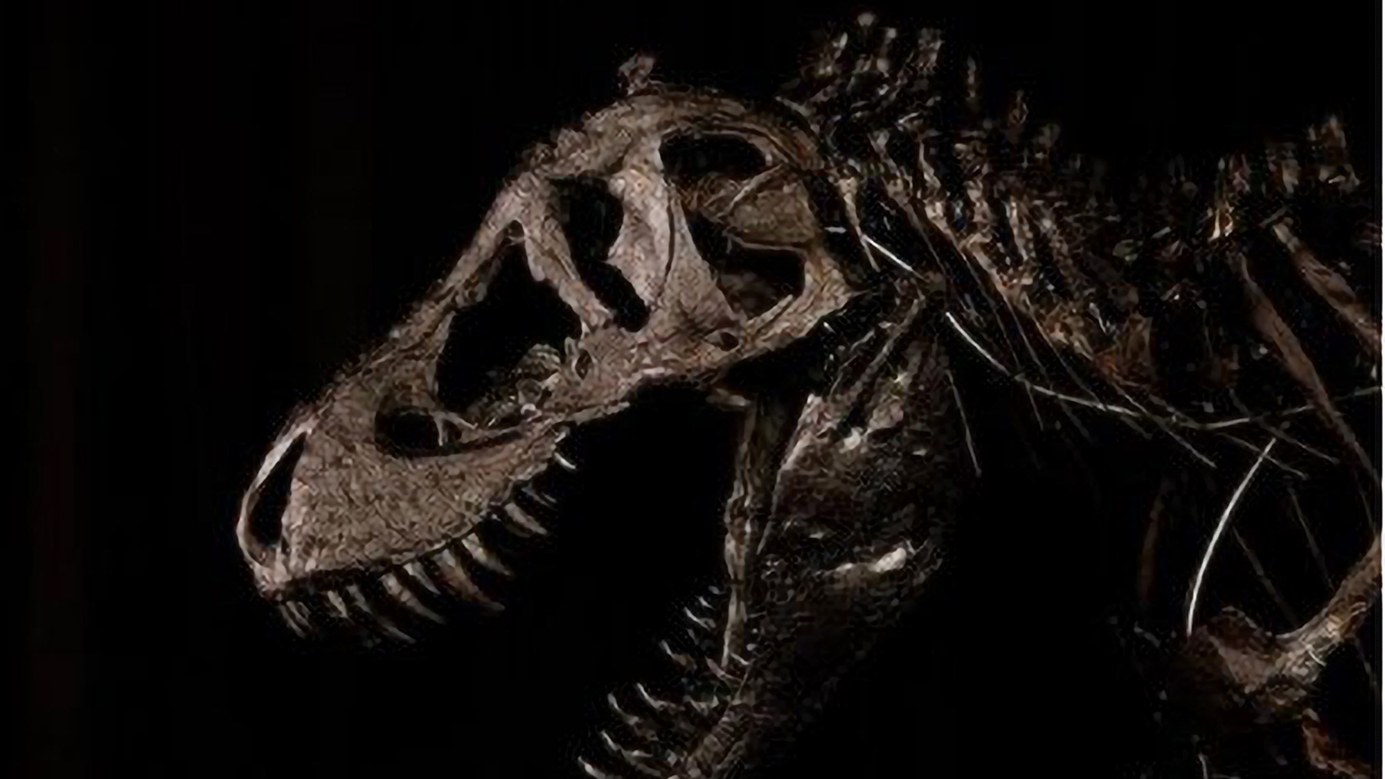 Read more about the article 118 Stone T-Rex Set To Return Home After 66 Million Years