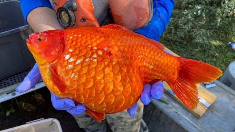 Read more about the article Environmentalists Show What Happens To Goldfish When Released Into Waterways