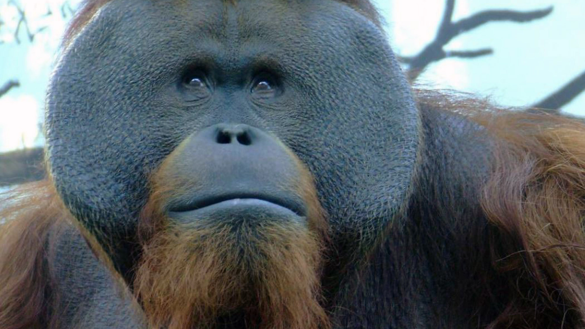 Read more about the article Depressed Orangutan Raised By Humans Dies Two Weeks Before His 30th Birthday