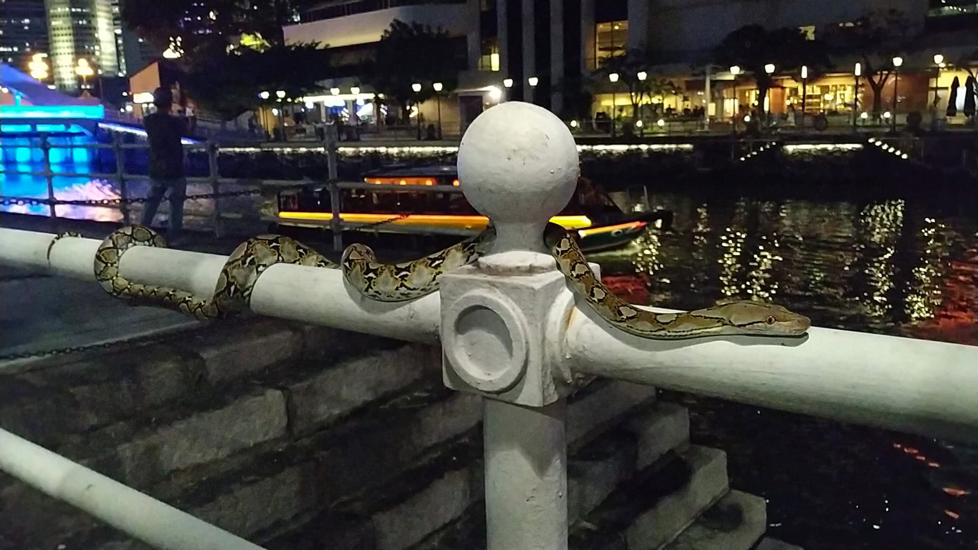 Read more about the article Python Filmed Relaxing On Quay By The Water In Singapore