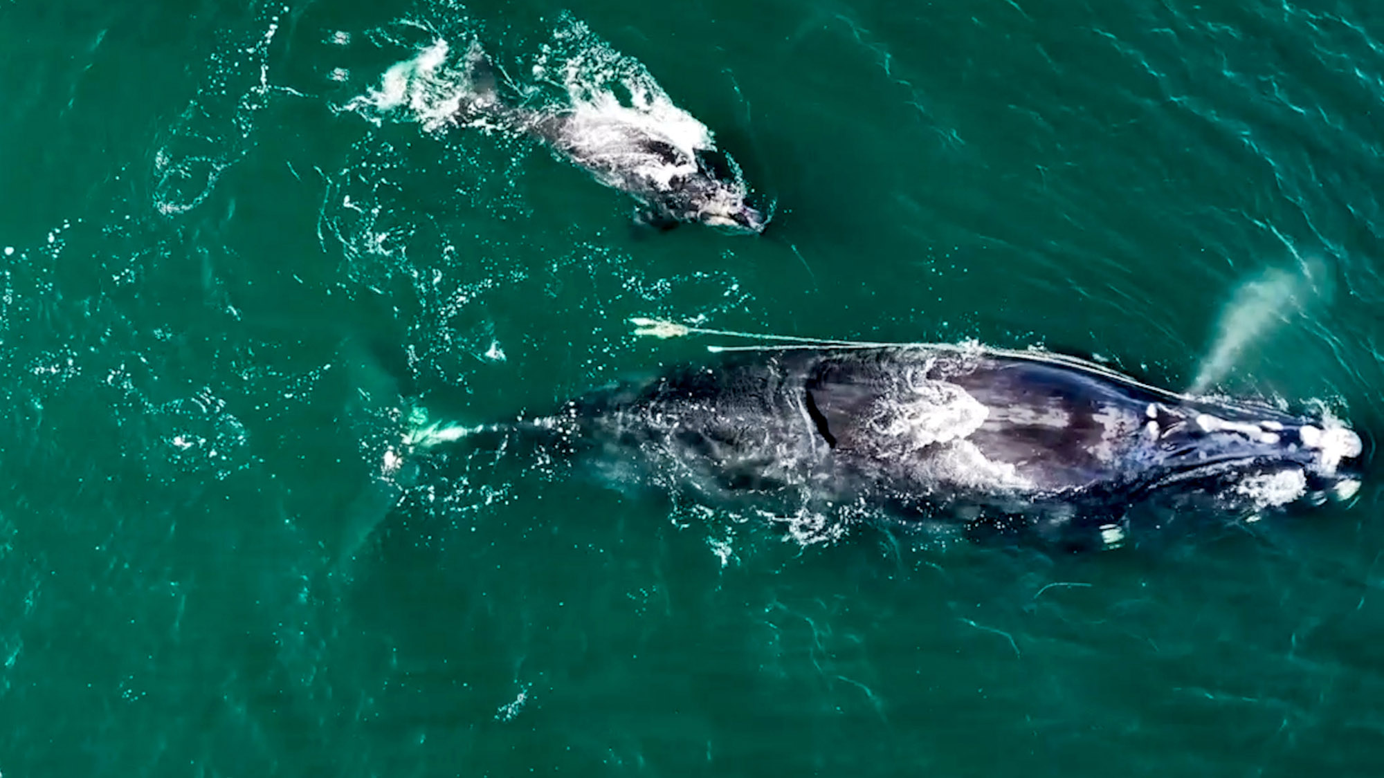 Read more about the article Endangered Mother Whale Gave Birth To Healthy Calf Despite Being Tangled Up In Ropes