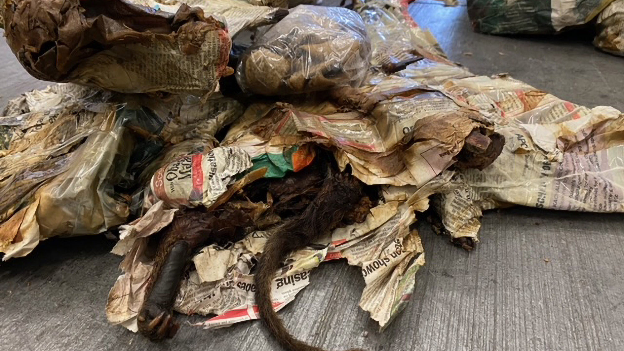 Read more about the article Half Tonne Of Rotting, Maggot And Mold Infested Bushmeat From Africa Seized By Airport Customs